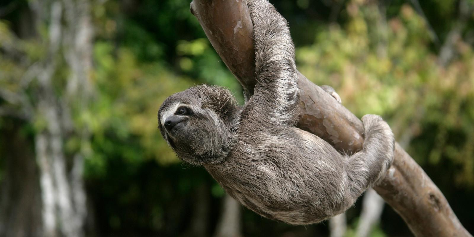 Image of Sloth pictured for Survival of the Slowest exhibition Sloth climbing a tree in the forest