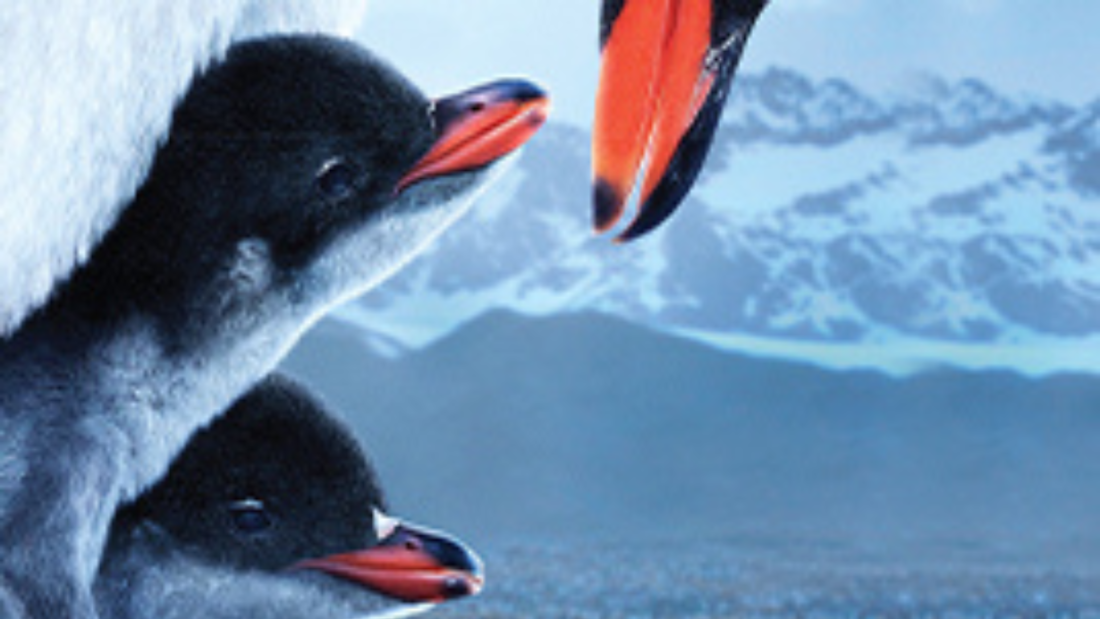 Two baby penguins being warmed by their mother in the snowy landscape of Antarctica.