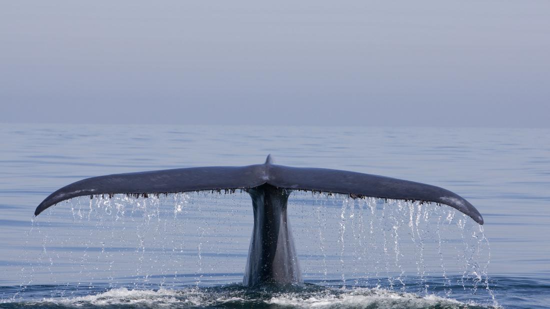 File:2013 Yoga Whale Tail.jpg - Wikimedia Commons