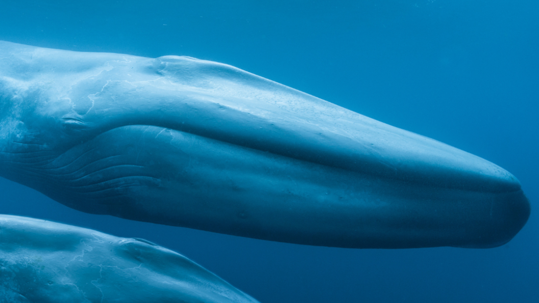 Two blue whales swimming in a blue ocean