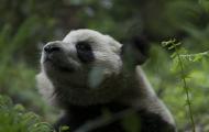 A panda photographed from a lower angle looks up off screen. The area is lush greenery and a fern crosses in front of the seated and gazing panda.