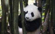 A shy young panda cub hides from the camera behind a stalk of bamboo