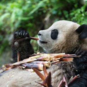 A very content panda eats bamboo while leaning back. There are dozens of bamboo pieces laying on top of the panda's chest.
