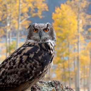 An owl faces the camera. The background is outdoors surrounded by yellow trees with a blue lake in the background