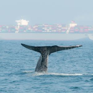 A blue whale tail out of the water in the background is a massive cargo ship